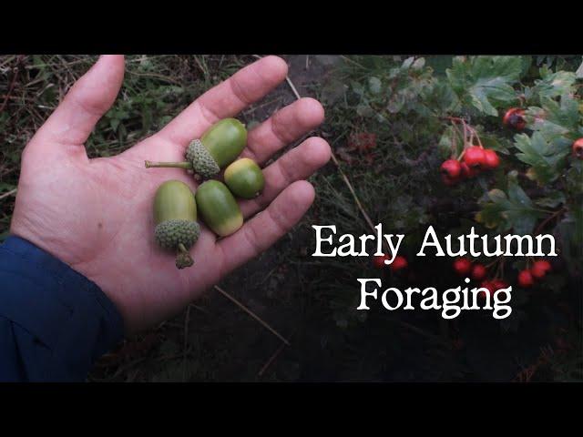 Edible Plants to Forage in September - UK Woodland Foraging