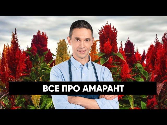 Все про АМАРАНТ