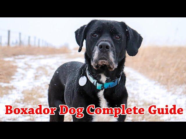 Boxador Dog Breed A To Z Complete Guide || Boxador puppies