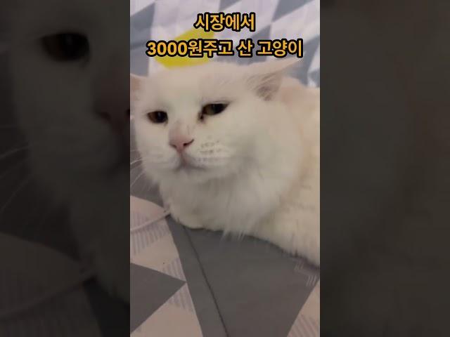 시장에서 3천원에 산 고양이가 이렇게 똑똑하다고?