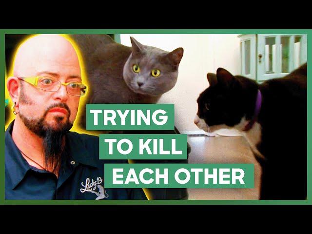 Jackson Galaxy Stops Two Cats From Trying To Kill Each Other | My Cat From Hell