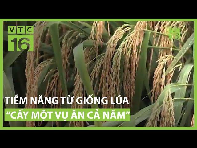 Tiềm năng từ giống lúa “cấy một vụ ăn cả năm" | VTC16