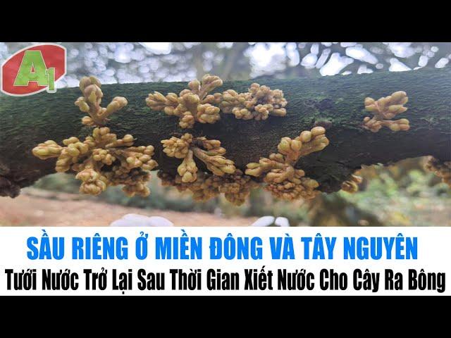 Sầu Riêng Miền Đông Và Tây Nguyên | Tưới Nước Trở Lại Sau Thời Gian Xiết Nước Cho Cây Ra Bông