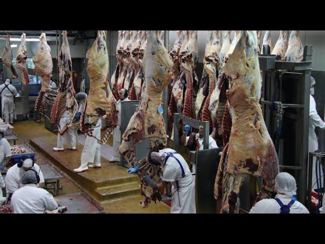 Full Process of a Beef Factory -  Fresh Beef Production - Amazing Workers Cutting Meat Skill