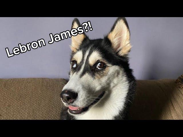 My Husky SPEAKS PERFECT ENGLISH!