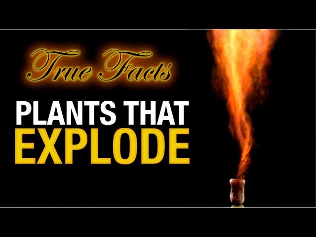 True Facts: Plants That Explode