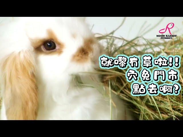 2分鐘即達穴兔門市｜Moon Rabbit 穴兔