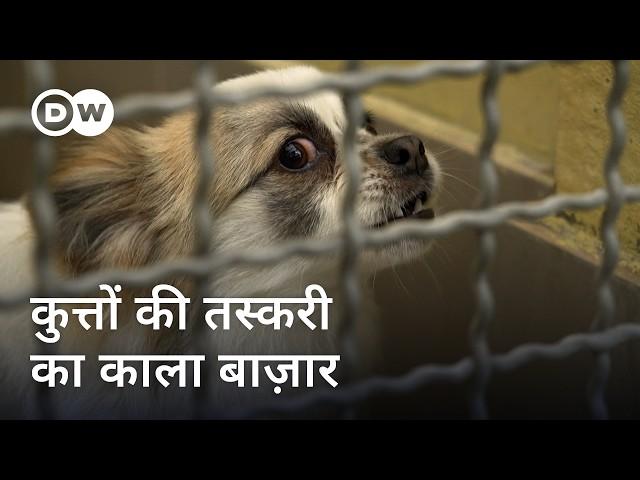 पिल्लों के अवैध सौदागर और अरबों की कमाई [Europe's Criminal Puppy Traders] | DW Documentary हिन्दी