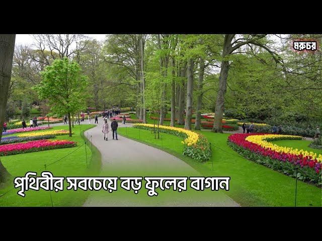 কেউকেনহফ | ৭০০০০০০ ফুলের বাহার কেমন দেখায়? | Keukenhof | Most beautiful flower garden in the world