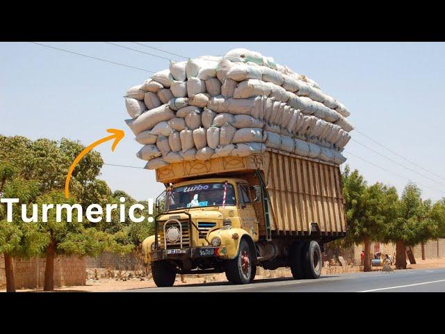 How to Grow a TRUCK LOAD of Turmeric