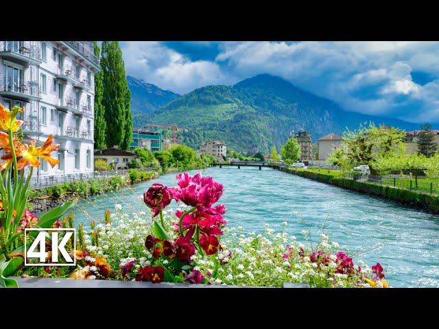 The Magnificent Blooms Of Spring In Interlaken, The City Between Two Lakes  Switzerland 4K