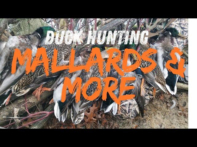 Duck Hunting Michigan - Mallards & More