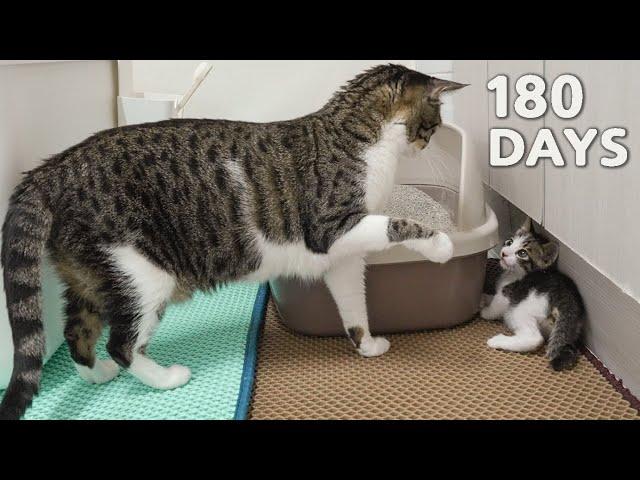 Introducing a Rescued Kitten to the Big Cats │Day 1 to 180