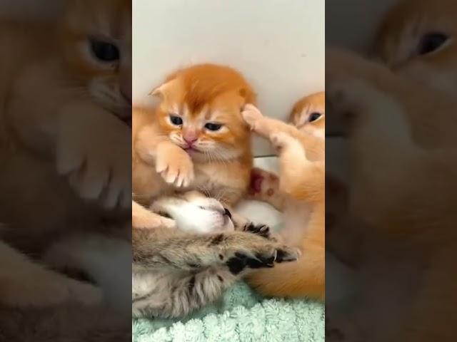 Watch out! These funny kittens love to bite! 