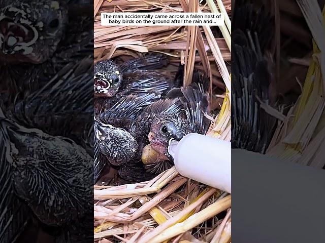 The man accidentally came across a fallen nest of baby birds on the ground after the rain