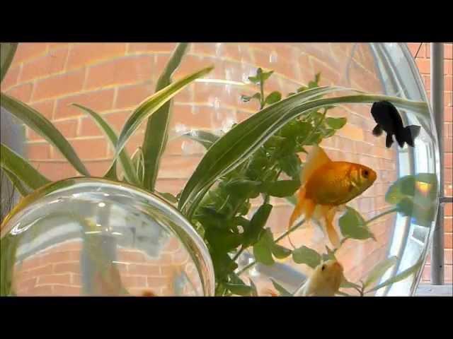 bubblefish - the movie.wmv