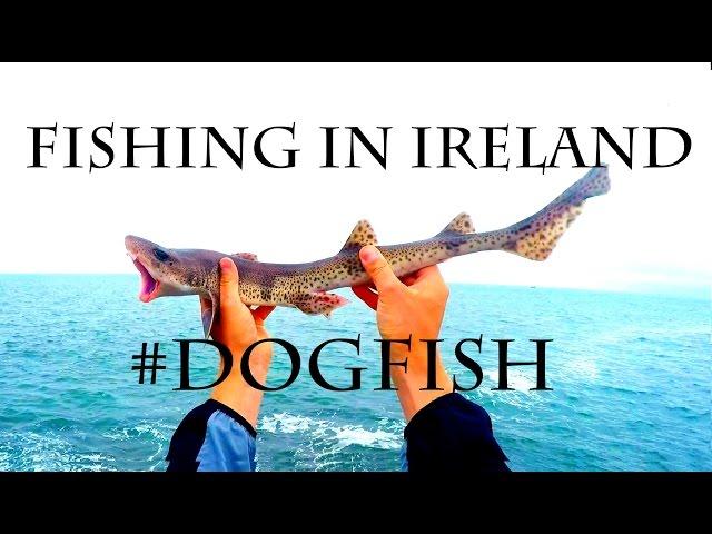 Rock fishing in Ireland - Dogfish - Rekinek Psi - Pintarroja - Kleingefleckter Katzenhai 4K