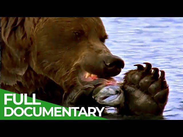 Majestic Bears of Alaska & British Columbia | Free Documentary Nature