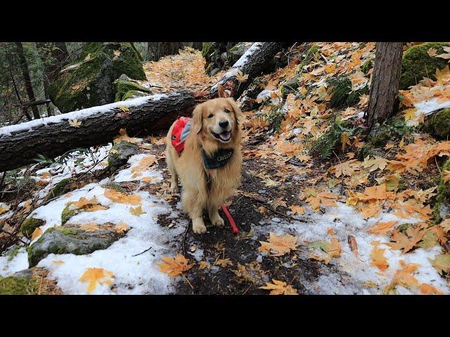 Golden Retriever Yosemite Adventure VLOG-1| Oshies World