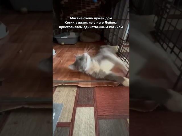 Котик Масяня из парадной