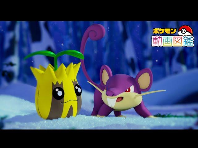 「ポケモン動画図鑑」No.0191 ヒマナッツ