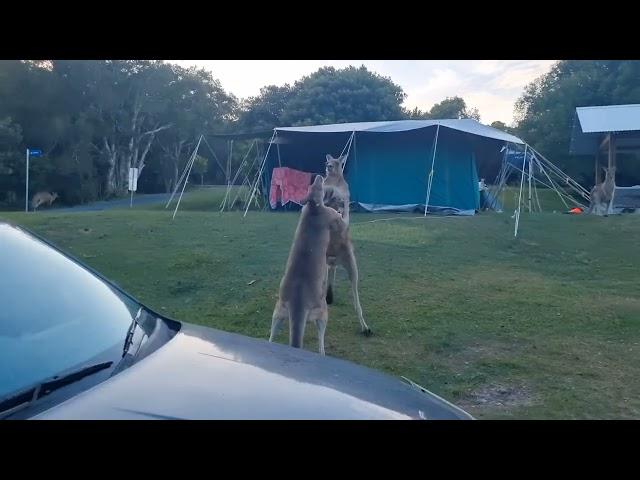 Savage Kangaroo Fight!!!!!