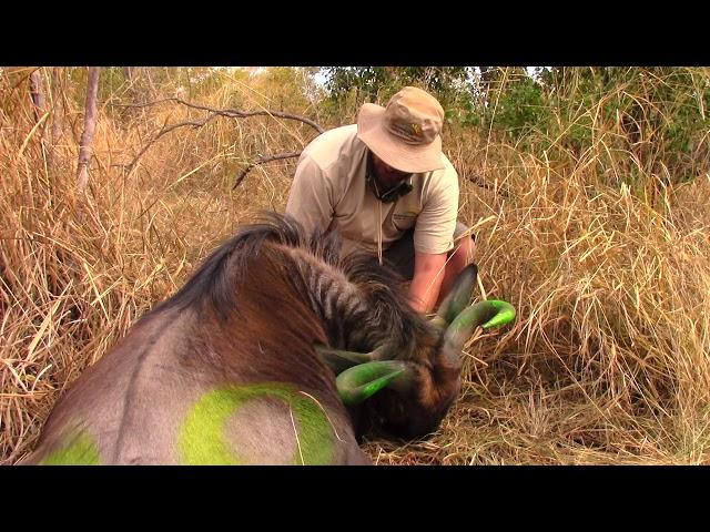 Wildebeest Rescue