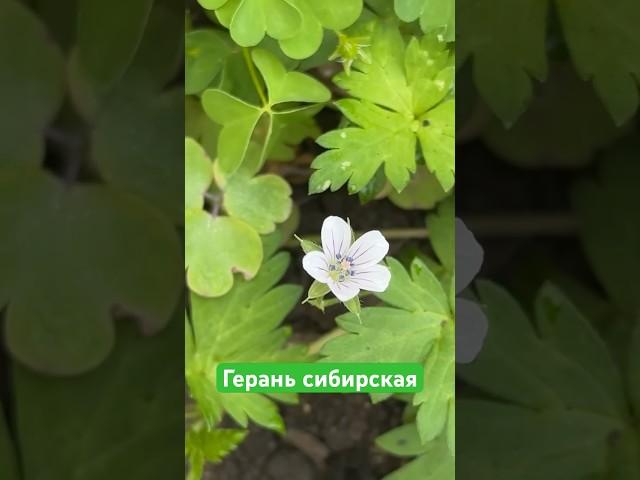 Герань сибирская. #дачныйдневник #цветы #сад #garden #дача