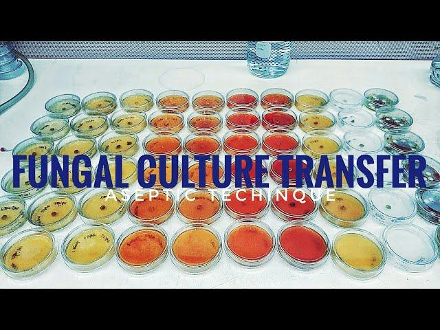 How to plate a fungal culture on a petri dish