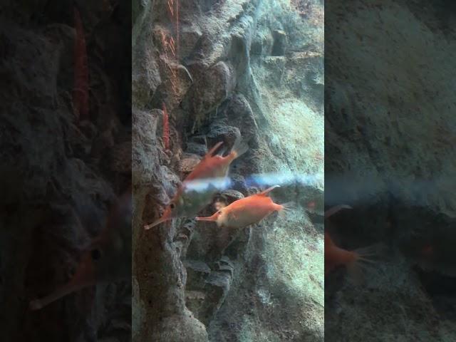 Snipefish in an Aquarium