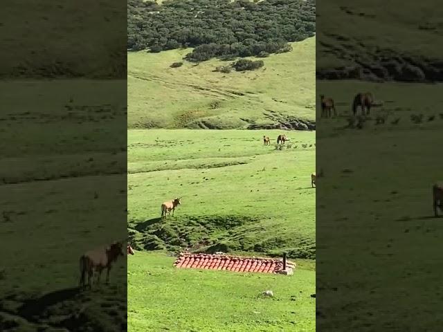 Así reacciona un mastín al ver que un lobo ataca a su ganado en Asturias