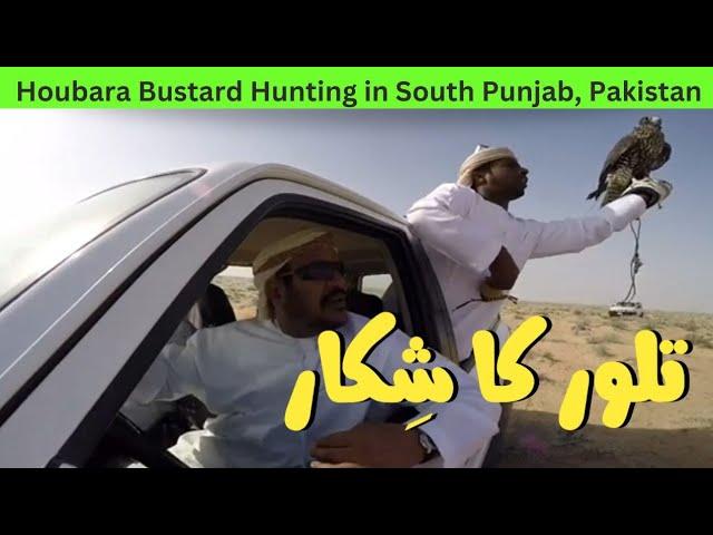 Houbara Bustard Hunting in South Punjab, Pakistan || Baaz Sey Talor Ka Shikar