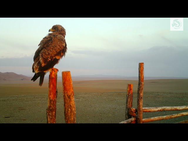 Steppe eagle looking for prey