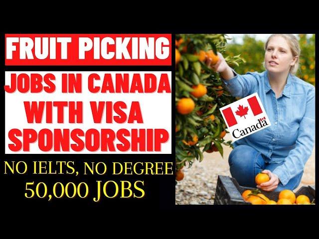 Fruit Picking Jobs In Canada  2023 With Visa Sponsorship, No IELTS, No Degree, 50K Jobs Available