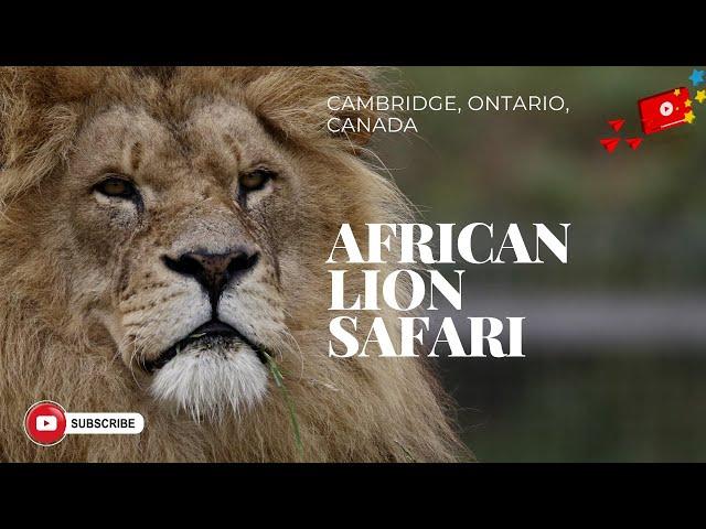 African Lion Safari near Toronto Canada | Scenic | Wildlife Relaxation Film