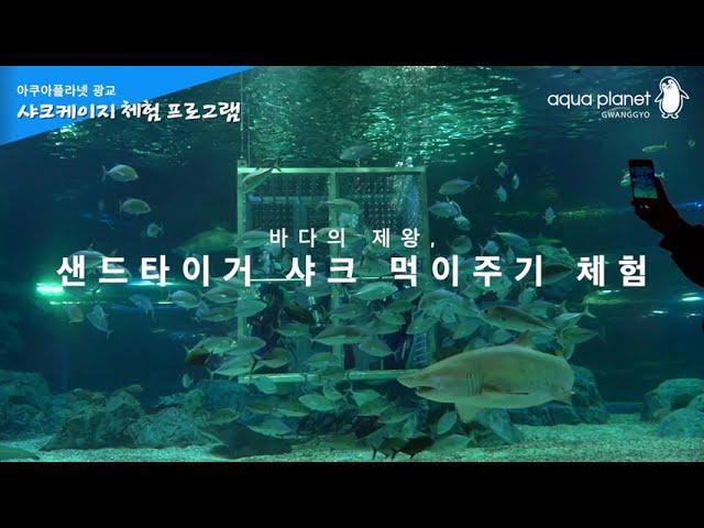 아쿠아플라넷 광교 : 샤크케이지 체험 프로그램