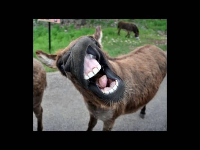 Funny donkey sounds HD