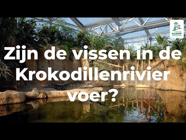 Zijn de vissen in de Krokodillenrivier voer?