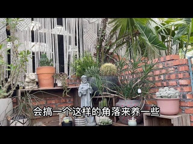 逛深圳花市，买点花草回家