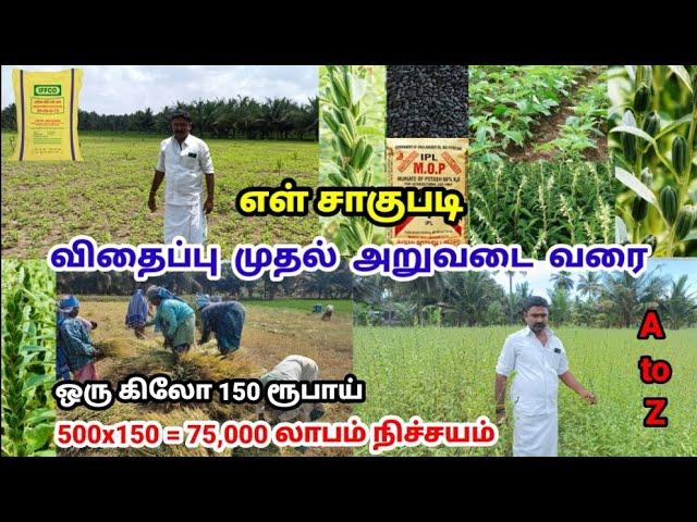 எள் சாகுபடி - விதைப்பு முதல் அறுவடை வரை | Ellu Sagupadi | Ellu Vivasayam | Tamil | Sesame