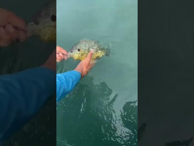 HUGE Pumpkinseed Release St. Clair River (Cucurbita maxima)