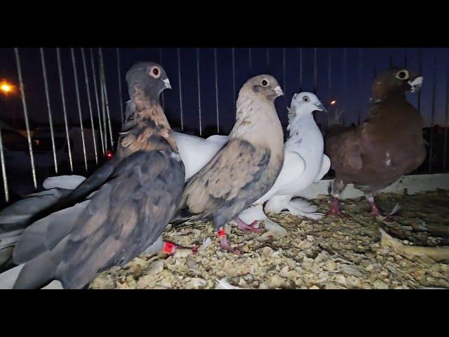 ZWOLEŃ  Gołębie pigeons targ Andrzej W. 20.10.2024 cz.1/5Gołębie jasne i wyszwance Andrzeja Radom