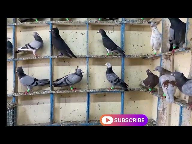 new kabootar (Lala Gale wala )98789 82957 punjab,,, #pigeonlover #malerkotla #delhi #delhipigon