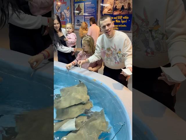 Dad feeds stingray with his family #shorts