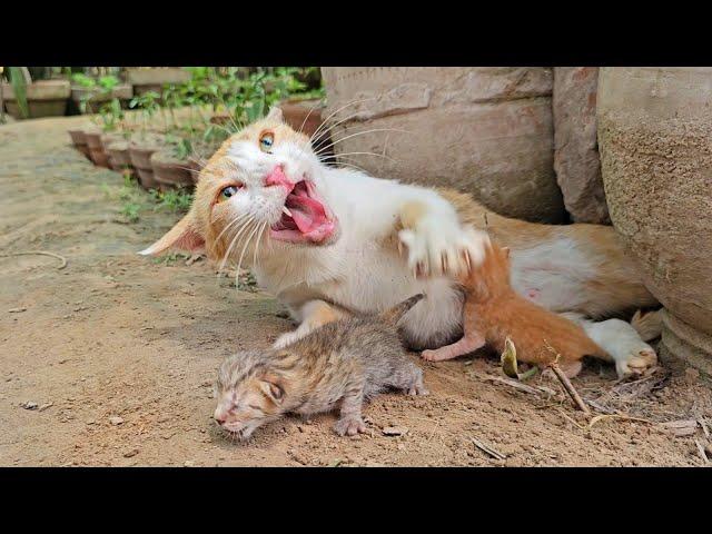 Angry Mother cat protects her Kittens and doesn't let anyone approach them