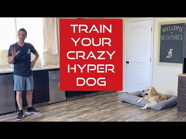 Learn how to manage and train an excitable young dog