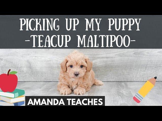 I Got a Puppy! Teacup Maltipoo Taking My Puppy Home from the Airport! Premier Pups Teacup Maltipoo