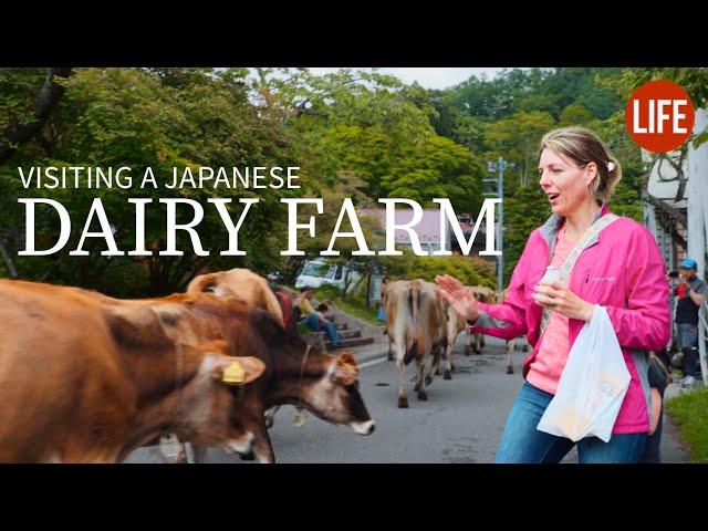 Visiting a Japanese Dairy Farm  Life in Japan EP 266