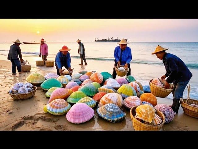 Pearl scallop harvest is great. Pearl farmers hunt for pearl oysters