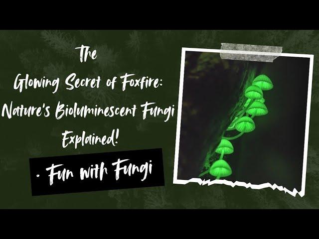 The Glowing Secret of Foxfire: Nature's Bioluminescent Fungi Explained!